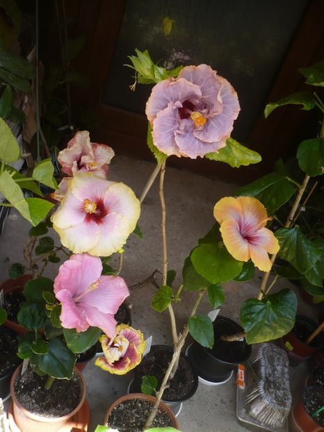 P1320382 - HIBISCUSI 2017-1