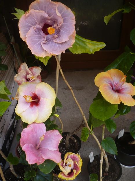 P1320386 - HIBISCUSI 2017-1