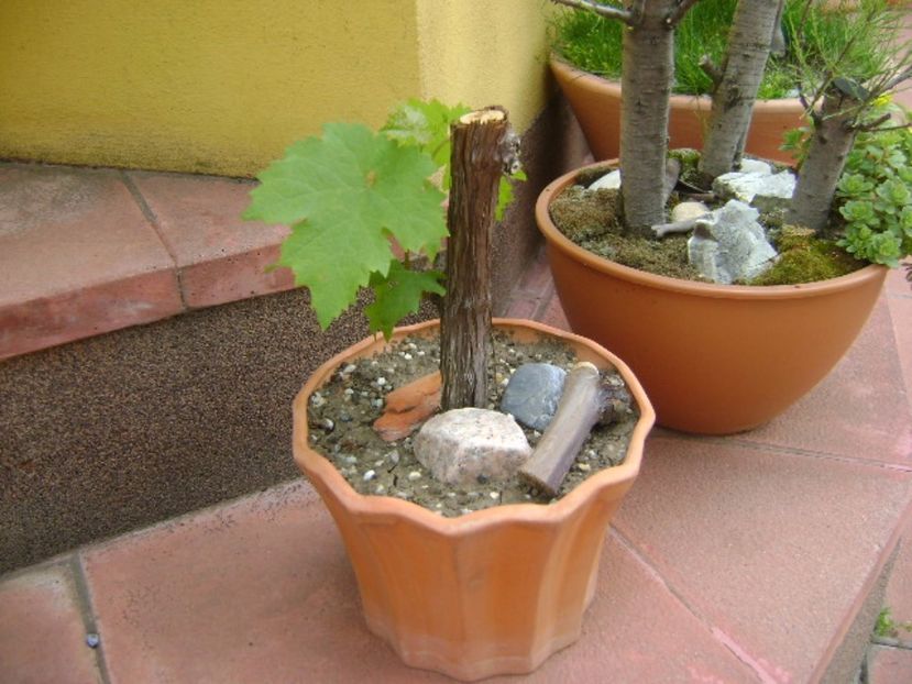 Vita de vie - Bonsai si prebonsai 2016-2017