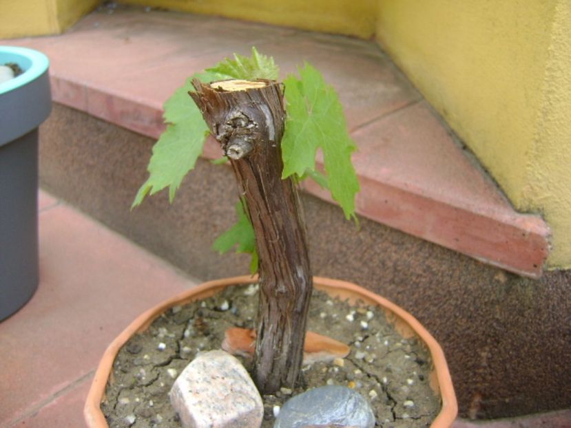 Vita de vie - Bonsai si prebonsai 2016-2017