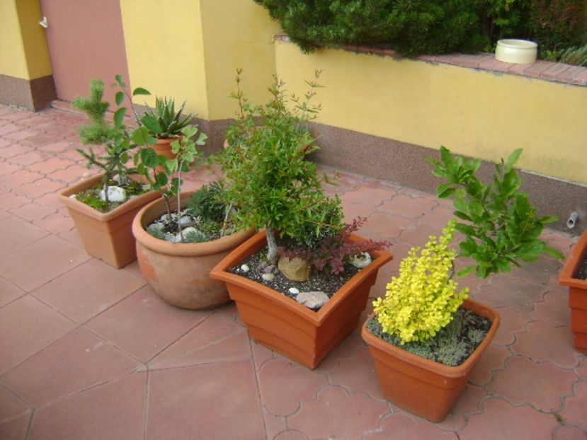 Bonsai si prebonsai - Bonsai si prebonsai 2016-2017