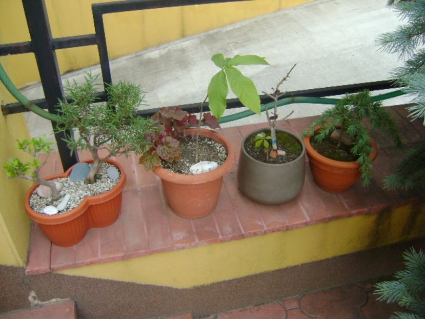 Bonsai si prebonsai - Bonsai si prebonsai 2016-2017