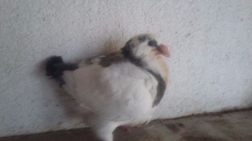 6  2017 - TINERET 2017