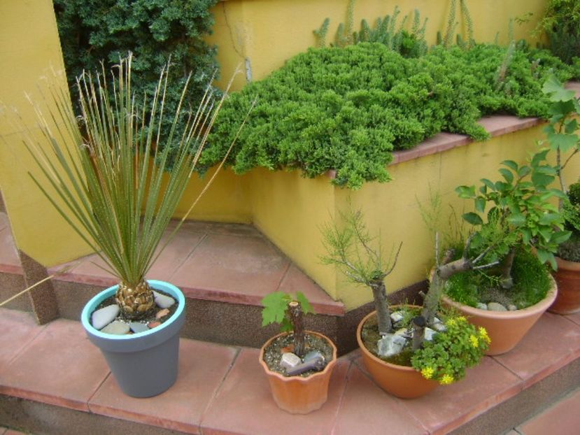 Bonsai si prebonsai - Bonsai si prebonsai 2016-2017