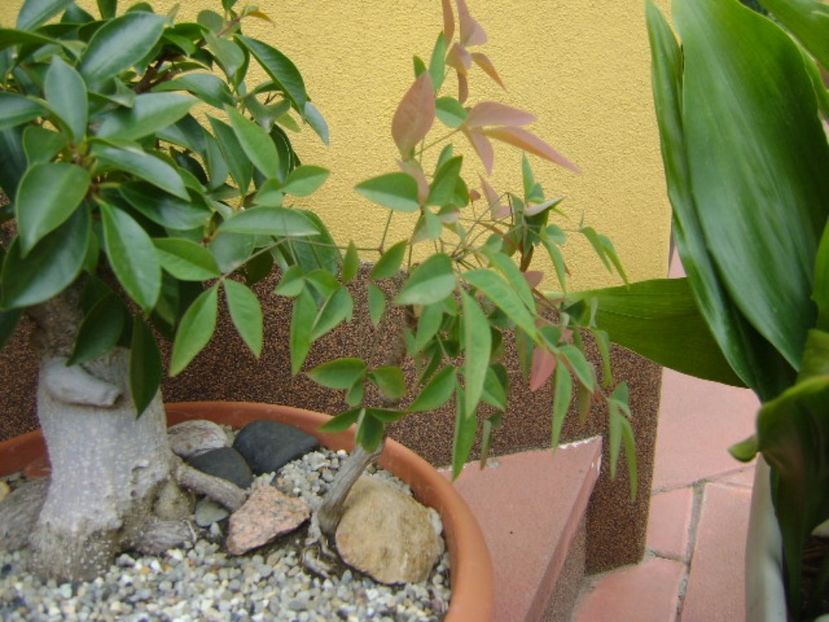 Bonsai si prebonsai - Bonsai si prebonsai 2016-2017