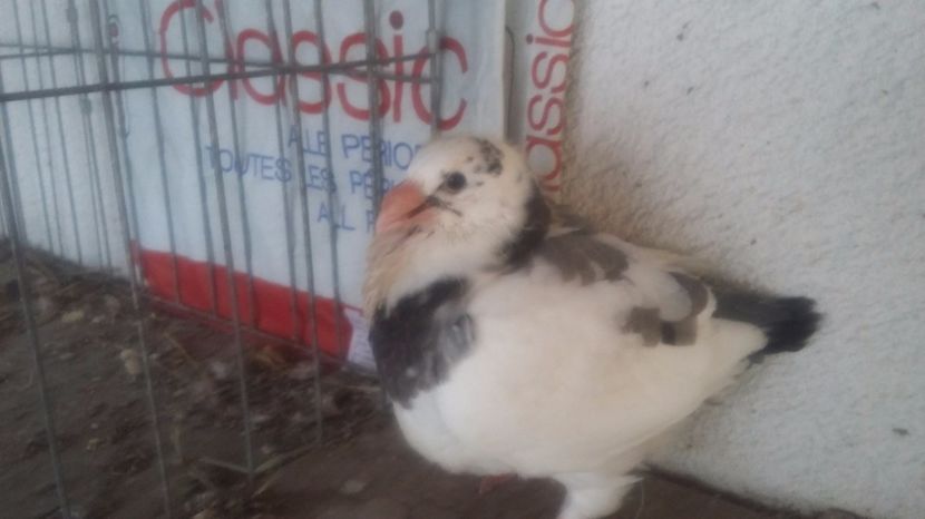 6  2017 - TINERET 2017