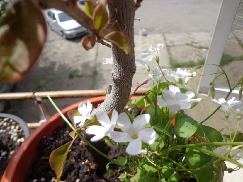 Oxalis triangularis - Argumente