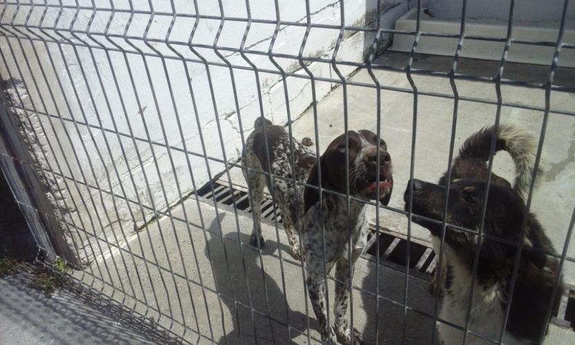  - Catelusa Brac German adoptata