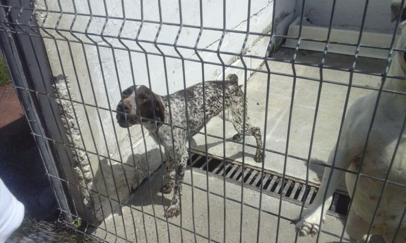  - Catelusa Brac German adoptata