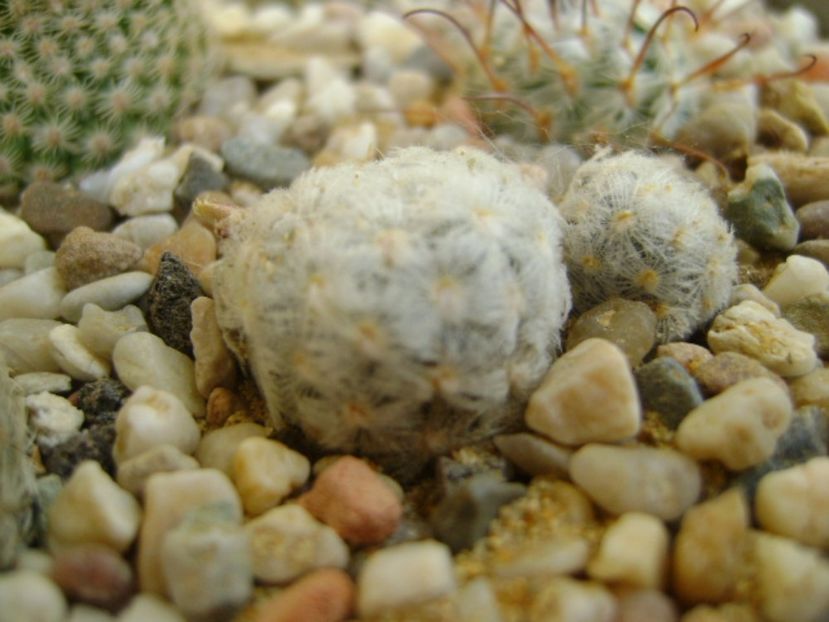 Mammillaria duwei - Cactusi 2017