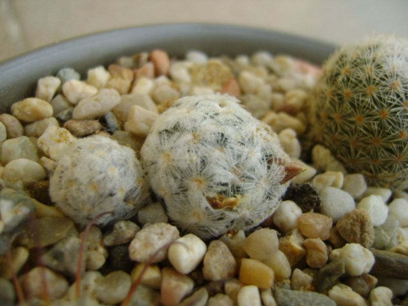 Mammillaria duwei - Cactusi 2017