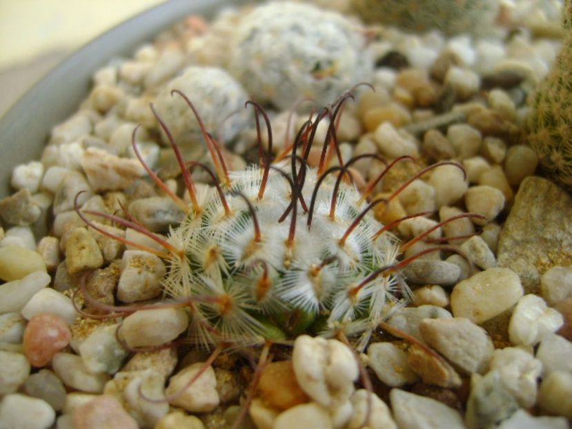Mammillaria perezdelarosae - Cactusi 2017