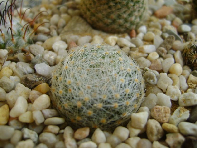 Mammillaria lenta - Cactusi 2017