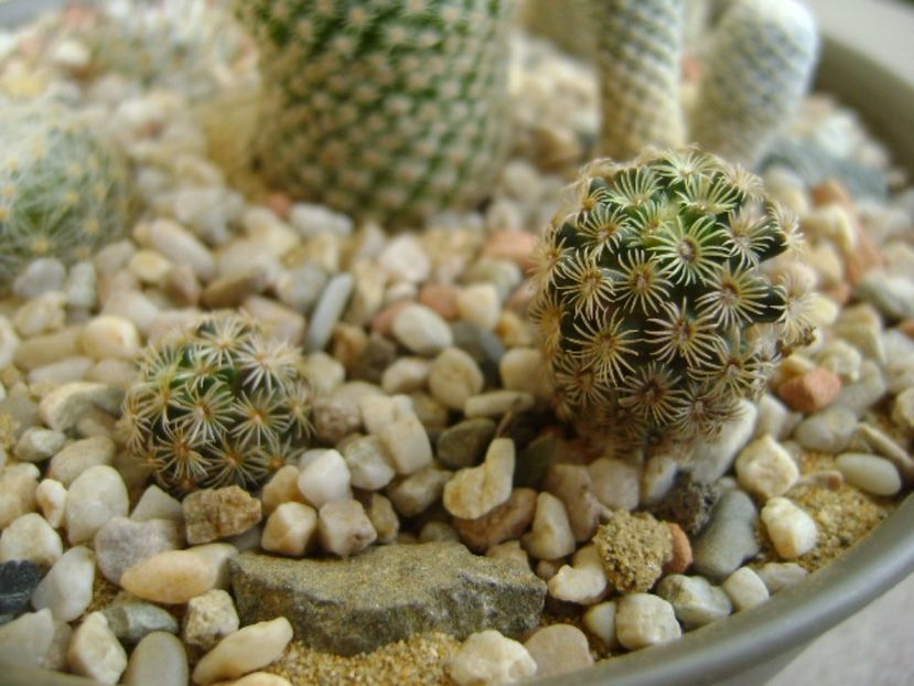 Mammillaria hernandezii - Cactusi 2017