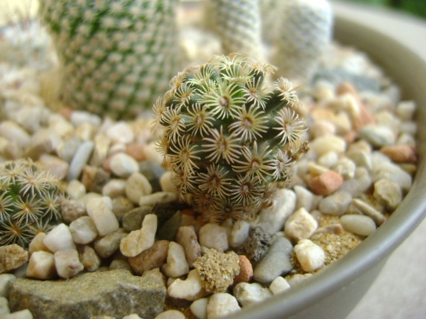 Mammillaria hernandezii - Cactusi 2017
