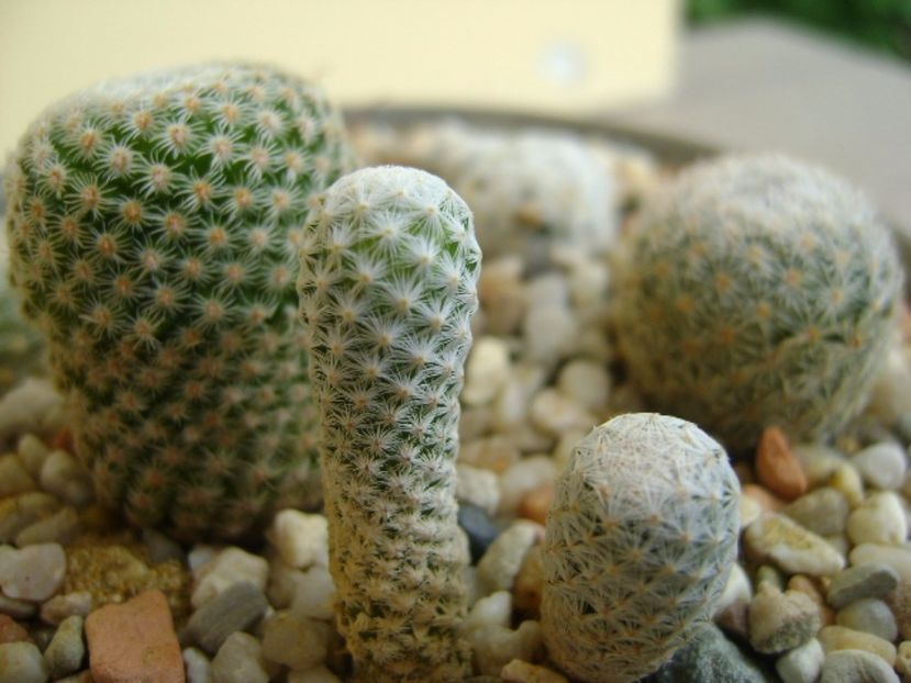 Mammillaria herrerae - Cactusi 2017