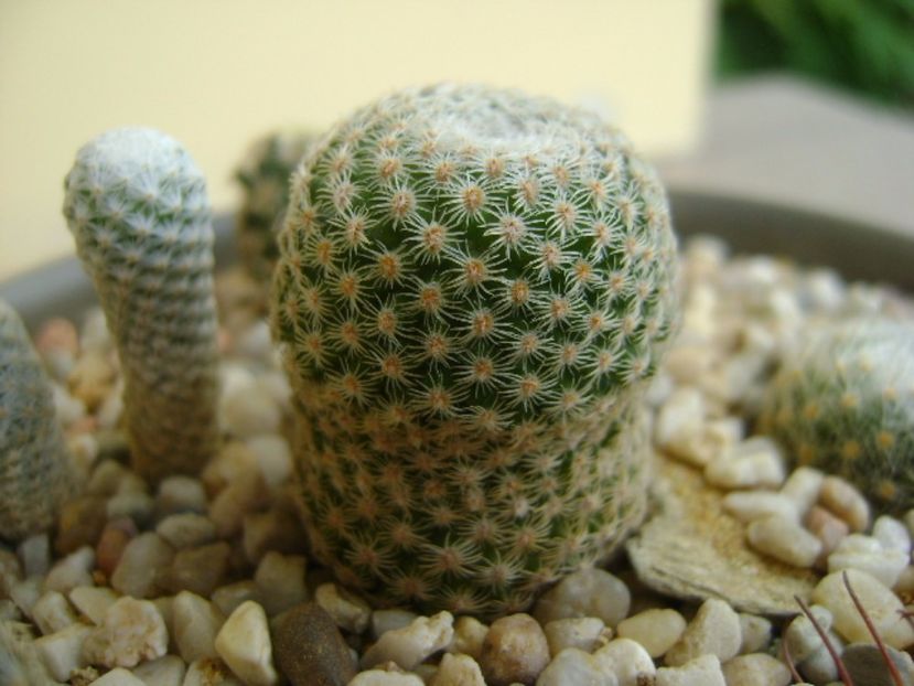 Mammillaria crucigera - Cactusi 2017