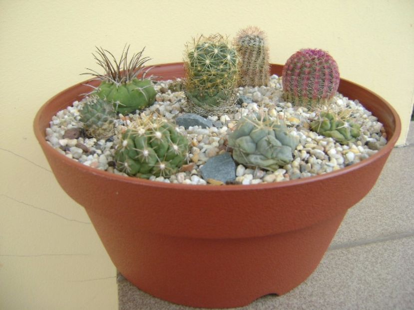 Grup de 8 cactusi - Cactusi 2017