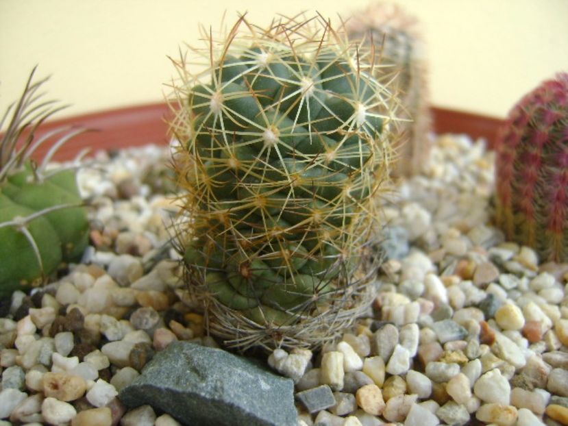 Coryphantha delaetiana - Cactusi 2017