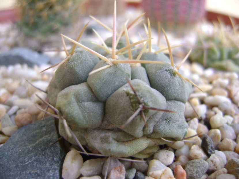 Thelocactus rinconensis - Cactusi 2017