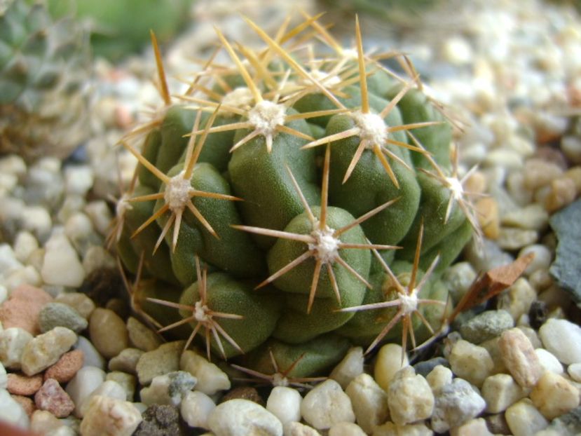 Thelocactus leucacanthus - Cactusi 2017
