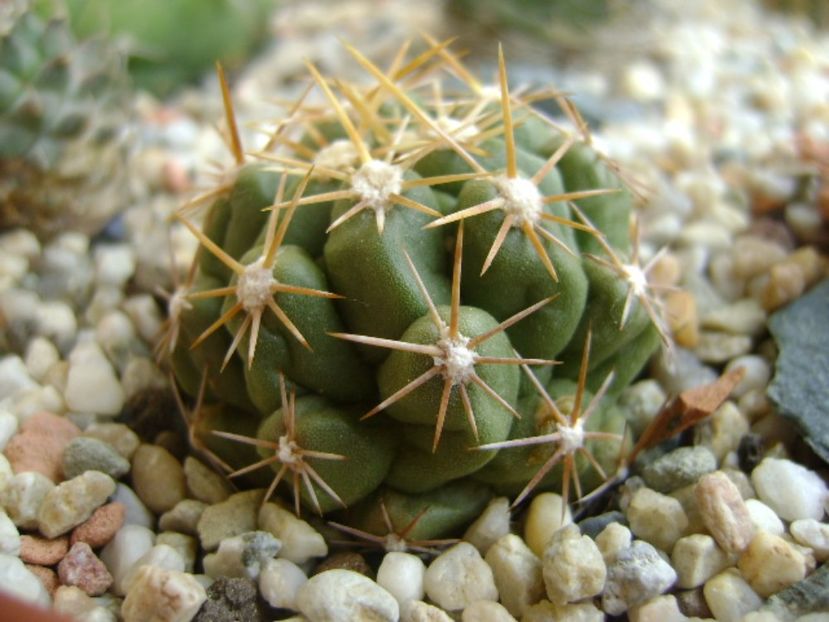 Thelocactus leucacanthus - Cactusi 2017