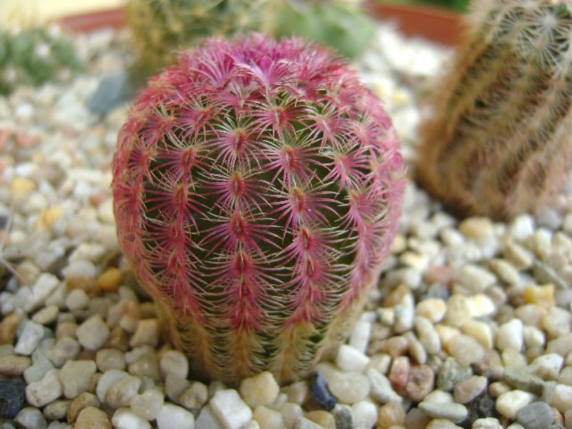 Echinocereus rigidissimus v. rubrispinus - Cactusi 2017