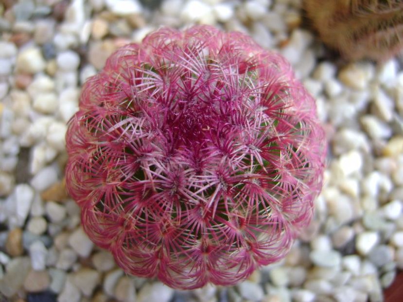 Echinocereus rigidissimus v. rubrispinus - Cactusi 2017