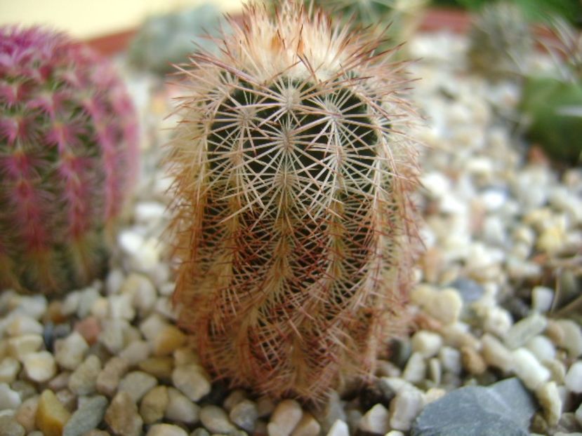 Echinocereus perbellus - Cactusi 2017