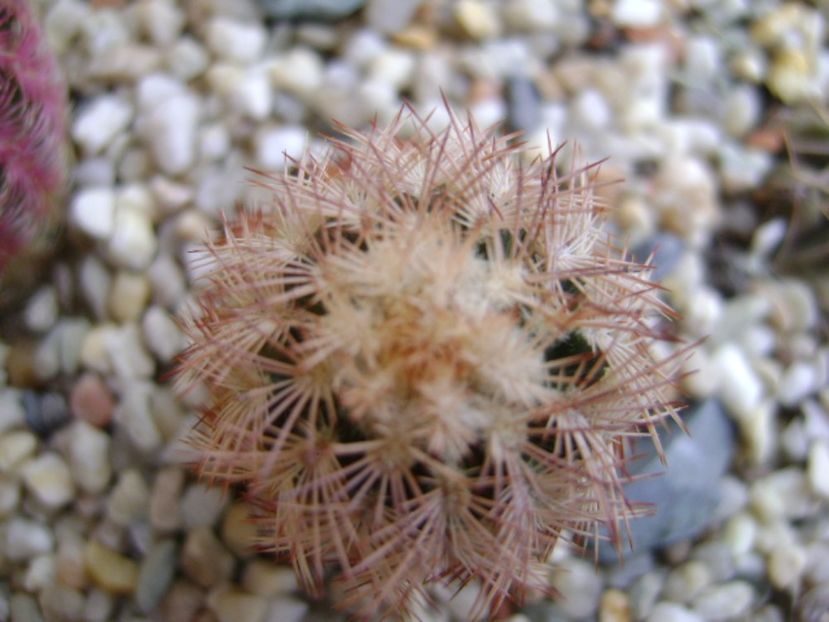 Echinocereus perbellus - Cactusi 2017