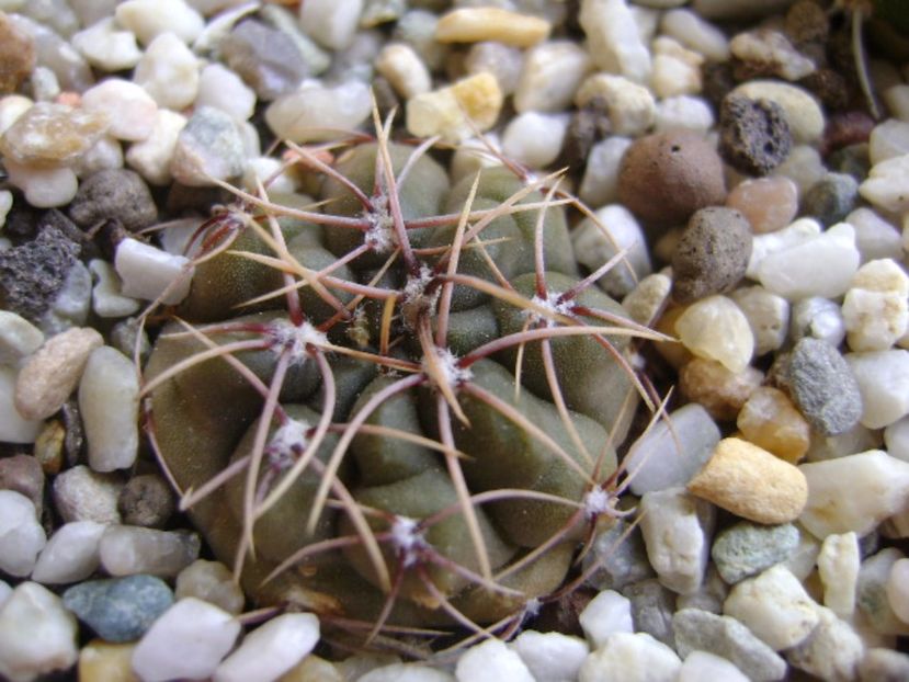 Gymnocalycium gibbosum - Cactusi 2017