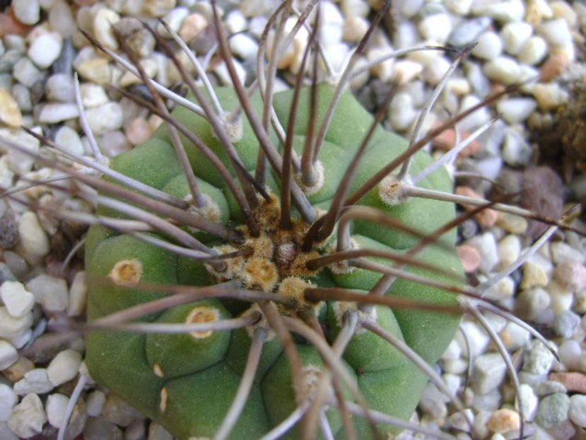 Matucana madisoniorum - Cactusi 2017