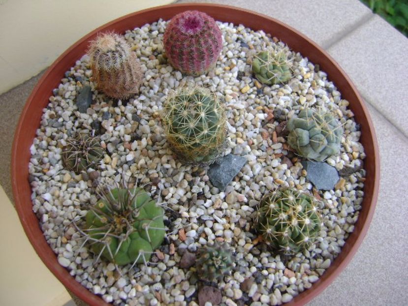 Grup de 8 cactusi - Cactusi 2017
