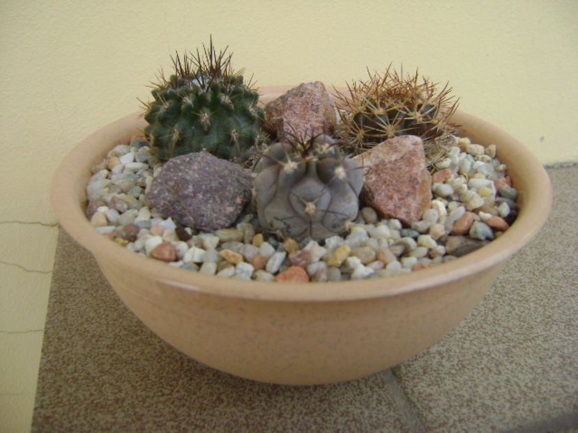 Grup de 3 cactusi - Cactusi 2017
