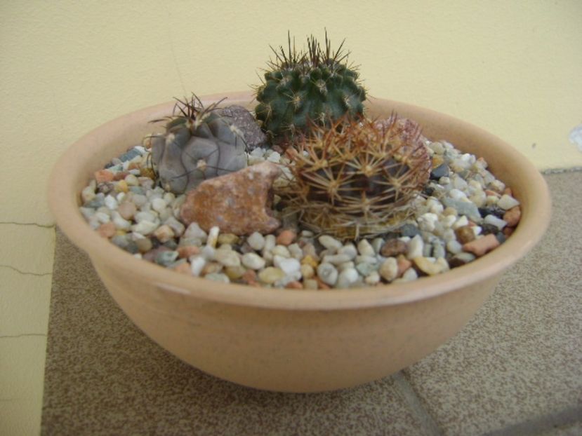Grup de 3 cactusi - Cactusi 2017