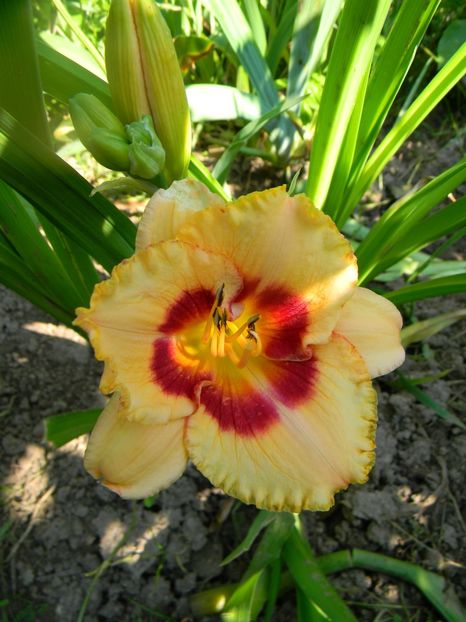 Tripple cheries - Hemerocallis 2017