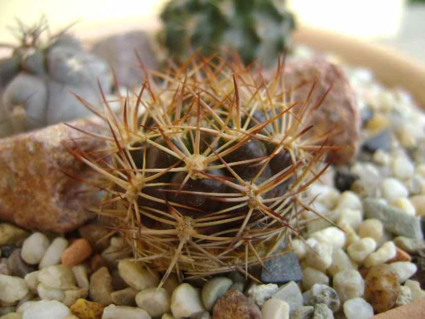 Weingartia lanata - Cactusi 2017