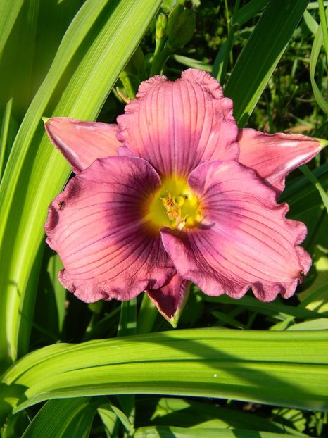 Lavender blue baby - Hemerocallis 2017