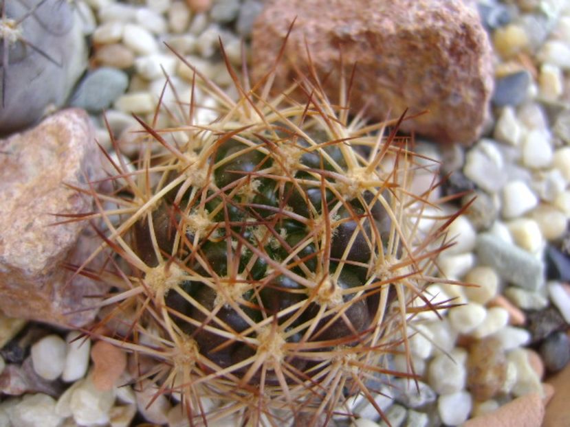 Weingartia lanata - Cactusi 2017