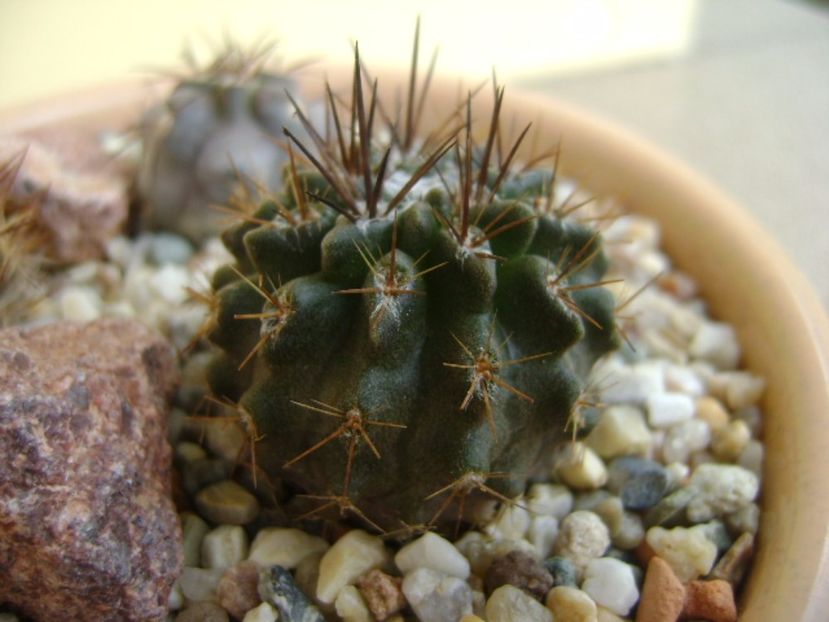 Pyrrhocactus floccosus (Eriosyce taltalensis v. floccosa) - Cactusi 2017