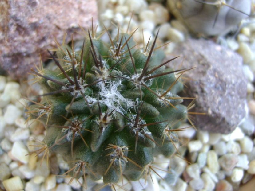 Pyrrhocactus floccosus (Eriosyce taltalensis v. floccosa) - Cactusi 2017