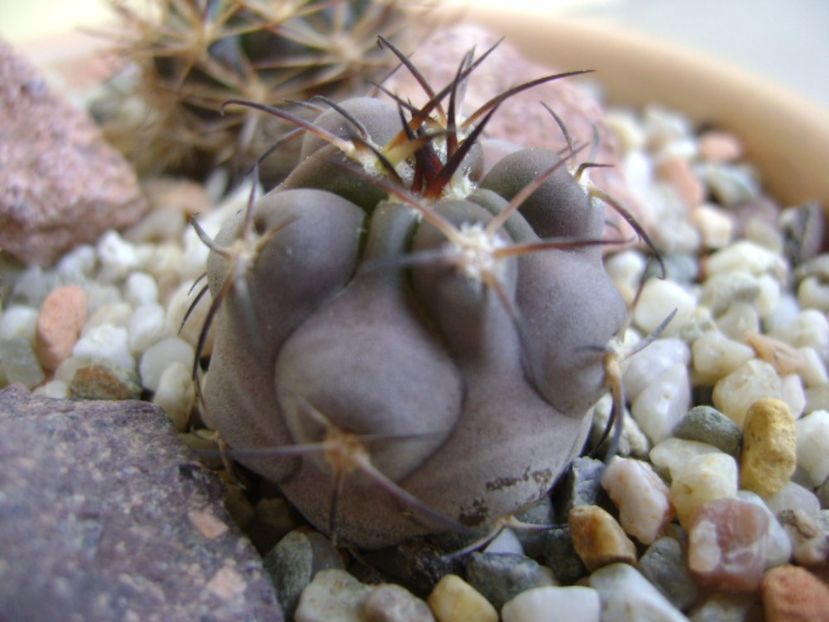 Acanthocalycium glaucum - Cactusi 2017