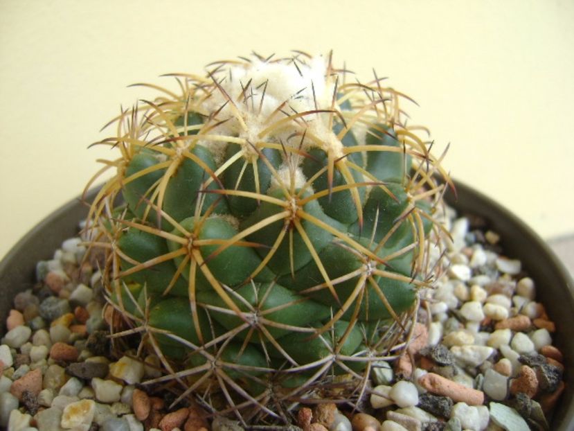 Coryphantha elephantidens ssp. sulcolanata - Cactusi 2017