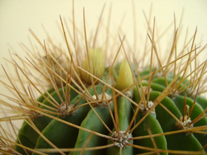 Acanthocalycium spiniflorum f. violaceum, boboci - Cactusi 2017