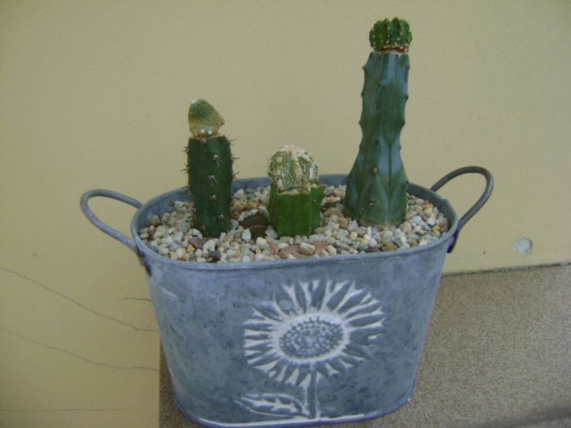 Grup de 3 cactusi altoiti pe Myrtillocactus - Cactusi 2017