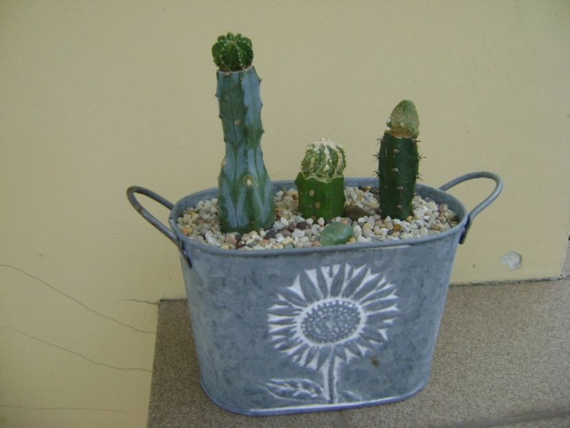 Grup de 3 cactusi altoiti pe Myrtillocactus - Cactusi 2017