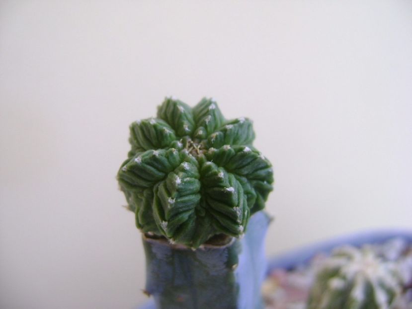 Aztekium valdezii Linares, Nuevo León, México - Cactusi 2017