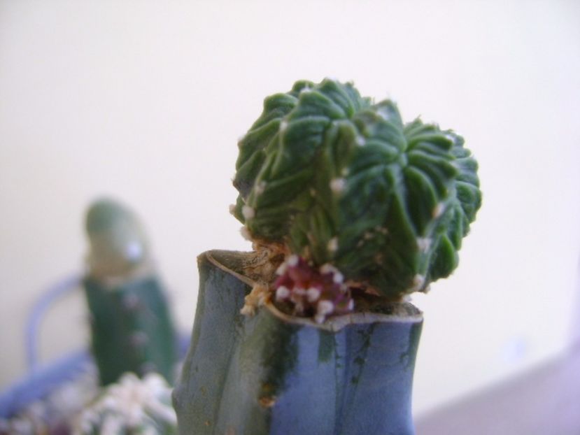 Aztekium valdezii, lastar - Cactusi 2017
