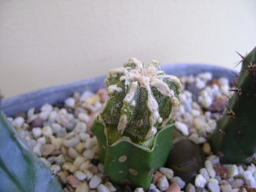 Astrophytum myriostigma cv. Fukuryu reticulatus - Cactusi 2017