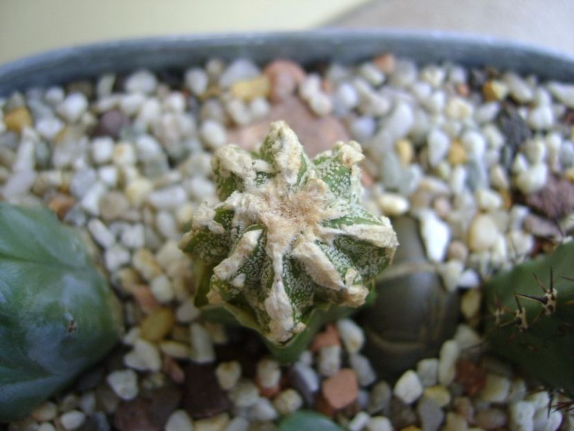 Astrophytum myriostigma cv. Fukuryu reticulatus - Cactusi 2017